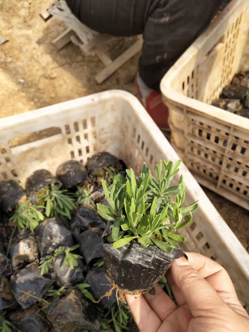 薰衣草基地直供质优价廉欢迎实地考察