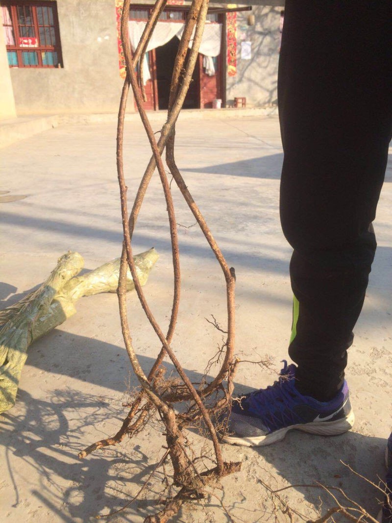 五味子苗4年以上优质大苗，成活率高，挂果早，口感好