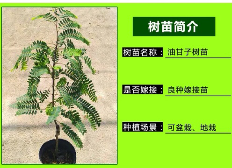 油甘苗、甜种油甘苗、油甘果树苗、余甘子四季结果苗嫁接果树