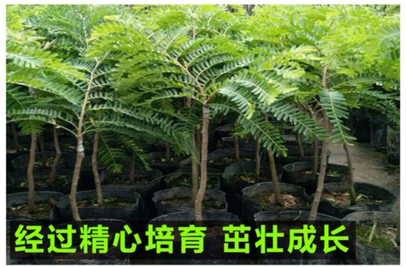 油甘苗、甜种油甘苗、油甘果树苗、余甘子四季结果苗嫁接果树