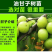油甘苗、甜种油甘苗、油甘果树苗、余甘子四季结果苗嫁接果树