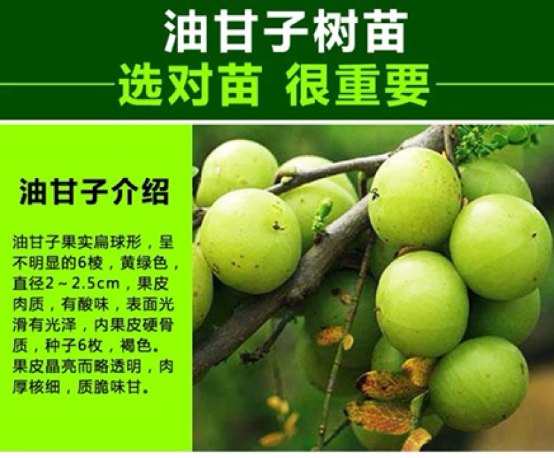 油甘苗、甜种油甘苗、油甘果树苗、余甘子四季结果苗嫁接果树