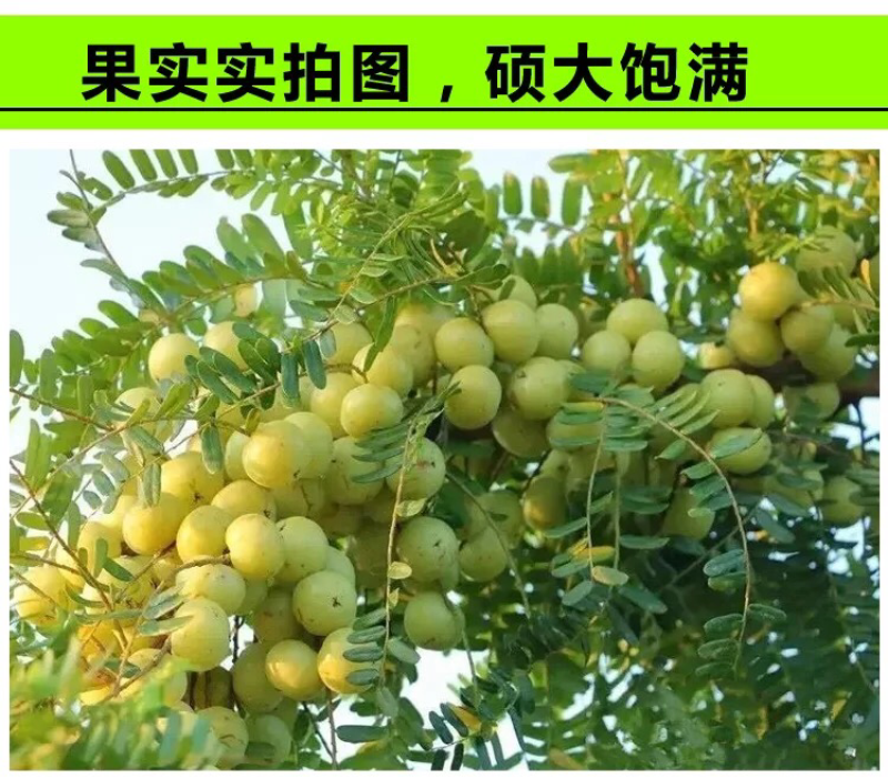 油甘苗、甜种油甘苗、油甘果树苗、余甘子四季结果苗嫁接果树