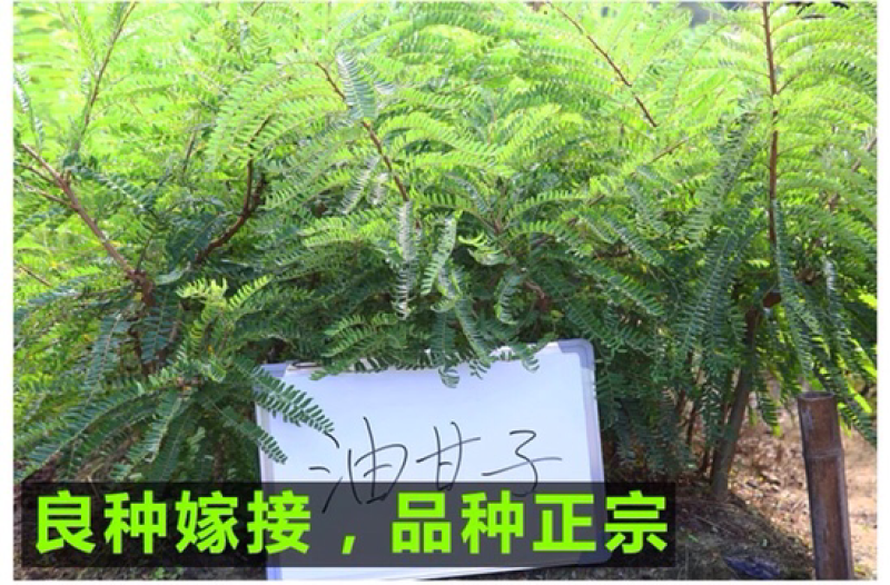 油甘苗、甜种油甘苗、油甘果树苗、余甘子四季结果苗嫁接果树