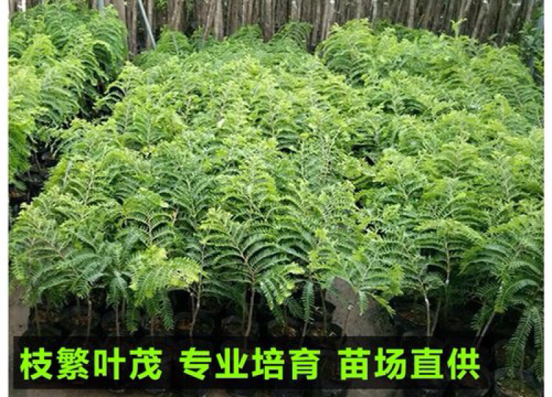 油甘苗、甜种油甘苗、油甘果树苗、余甘子四季结果苗嫁接果树