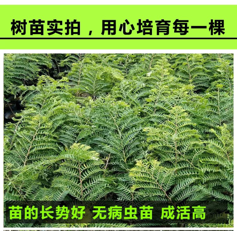 油甘苗、甜种油甘苗、油甘果树苗、余甘子四季结果苗嫁接果树