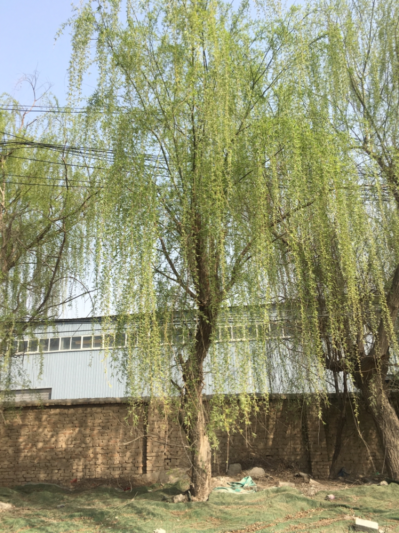 垂柳
