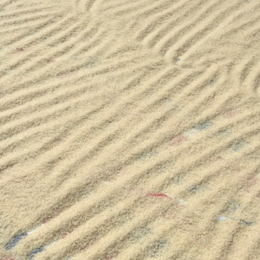 阴米
