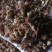 罗汉果花