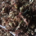罗汉果花