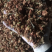 罗汉果花