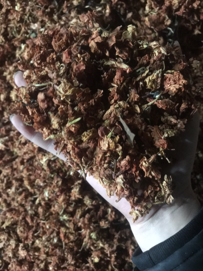 罗汉果花