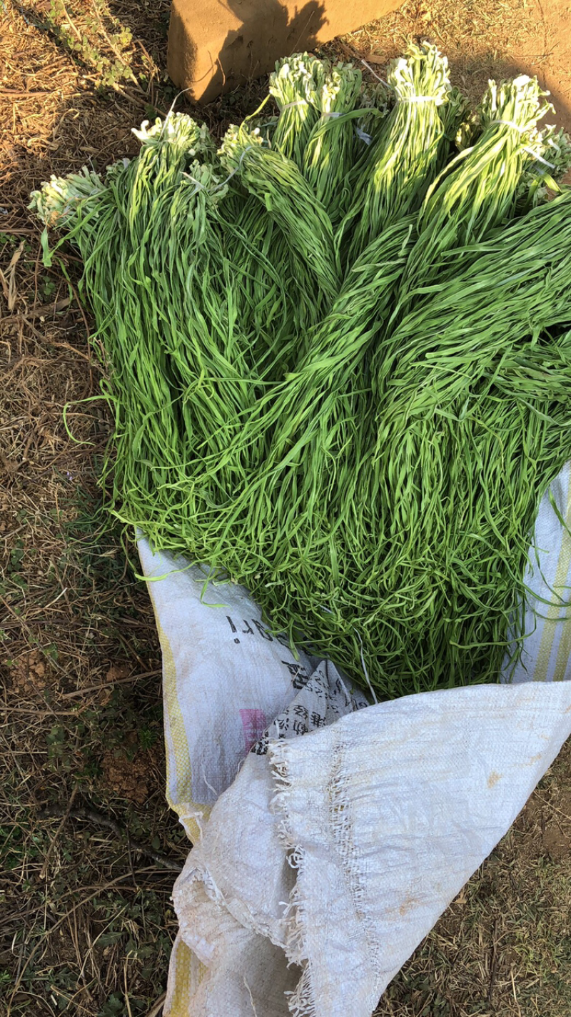 精品贡菜，现货，现货