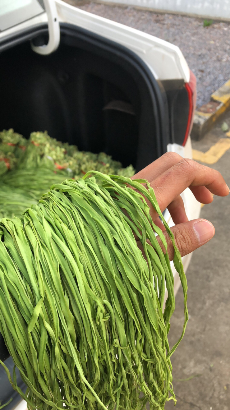 精品贡菜，现货，现货
