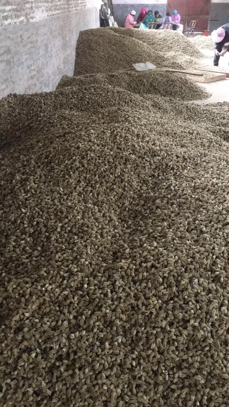 辛夷批发小花统货价格电议调料专用五香粉原料药食