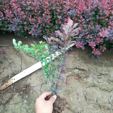 大量供应红叶小檗