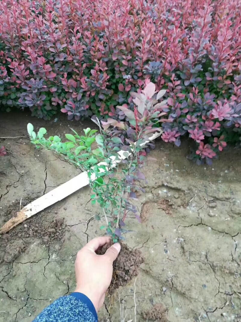 大量供应红叶小檗