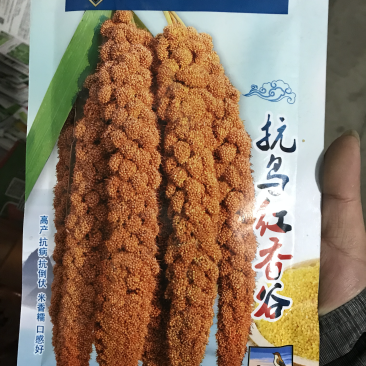 抗鸟红香谷种子谷子种子小米种子抗病抗倒伏高产