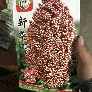 高产酿酒高粱种子新杂9203号矮杆大穗高产抗病