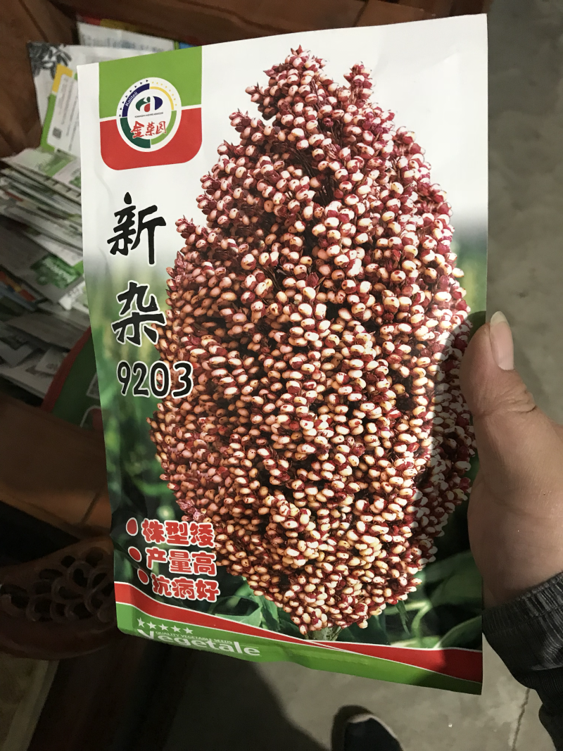 高产酿酒高粱种子新杂9203号矮杆大穗高产抗病