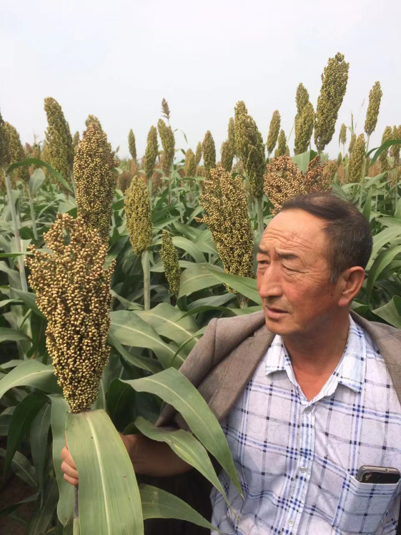 高产酿酒高粱种子新杂9203号矮杆大穗高产抗病