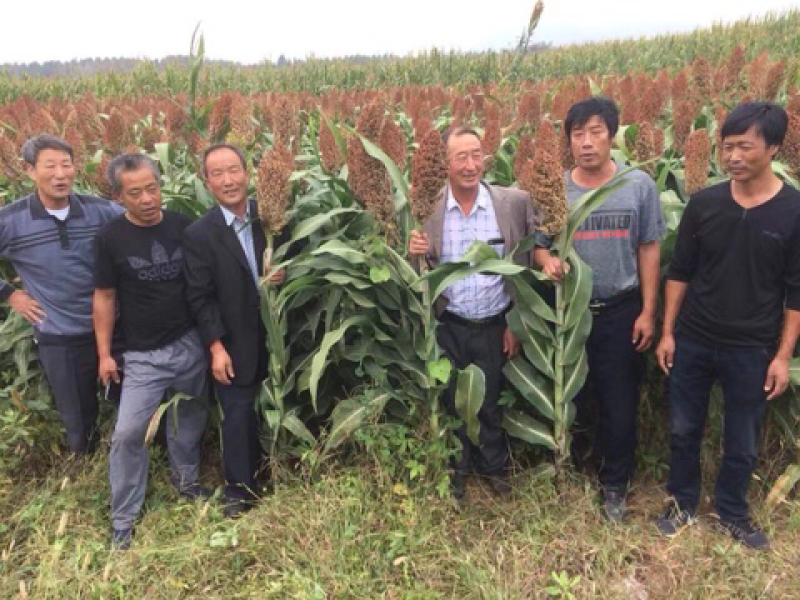 高产酿酒高粱种子新杂9203号矮杆大穗高产抗病
