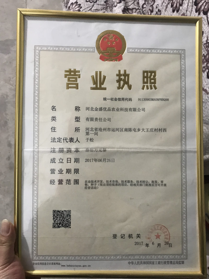 高产酿酒高粱种子新杂9203号矮杆大穗高产抗病