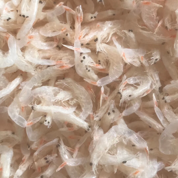 特级虾皮整件十斤批发