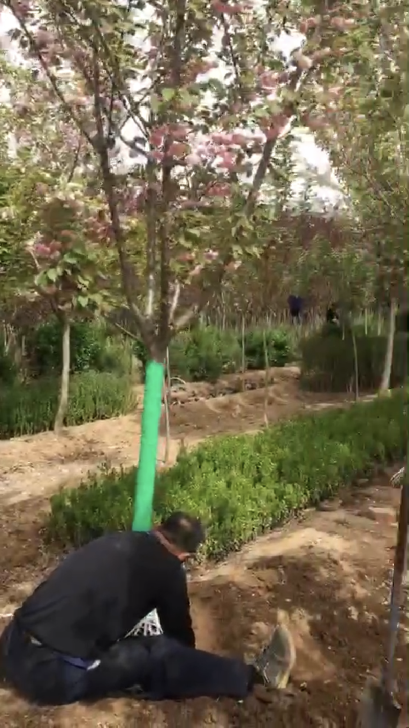 8公分樱花