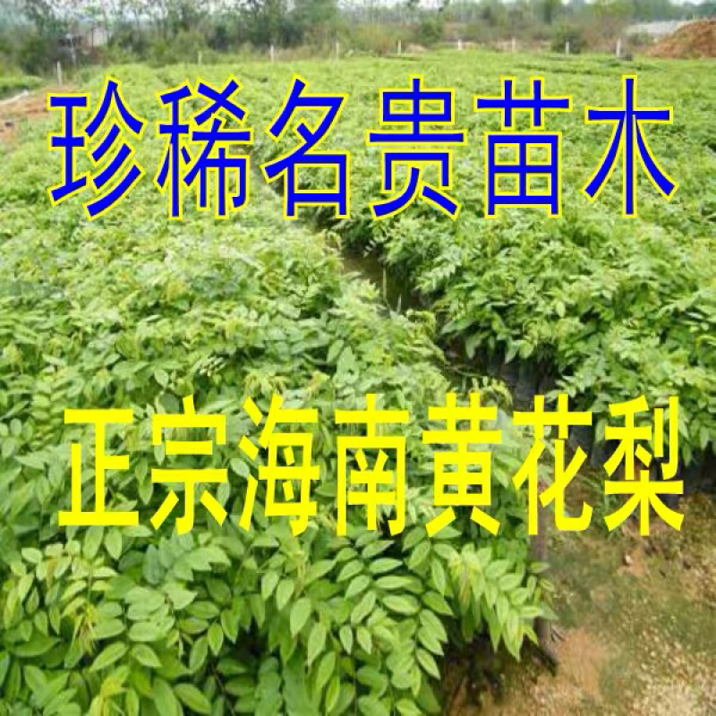 正宗海南黄花梨苗