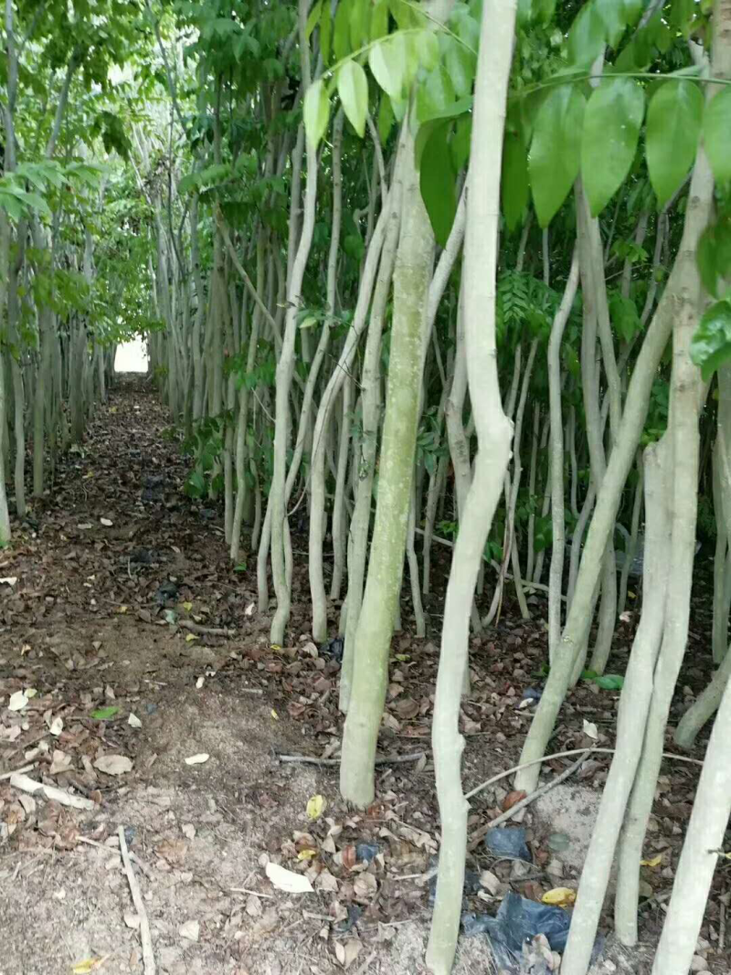 正宗海南黄花梨苗