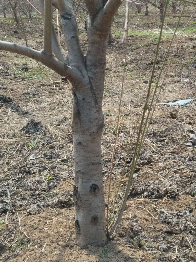 桃树，占地桃树，约有3万棵，各个规格都有。