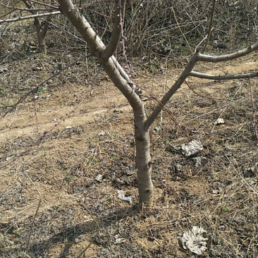 桃树，占地桃树，约有3万棵，各个规格都有。