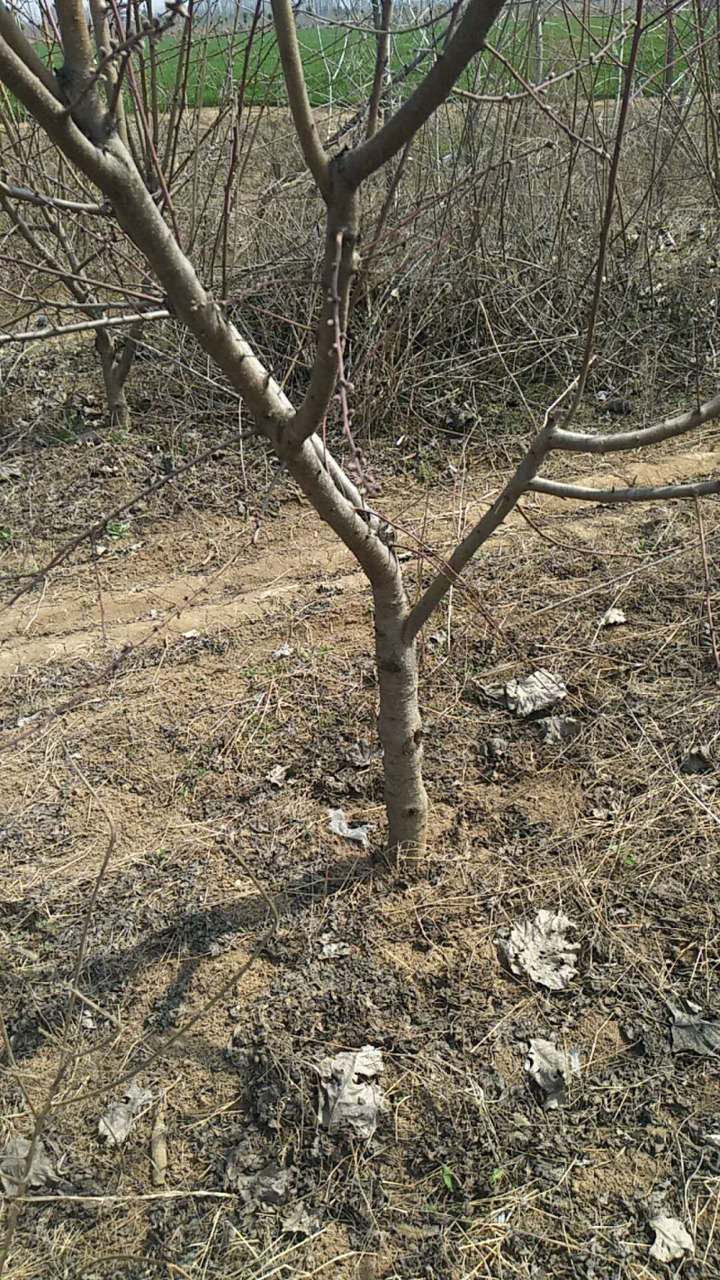 桃树，占地桃树，约有3万棵，各个规格都有。