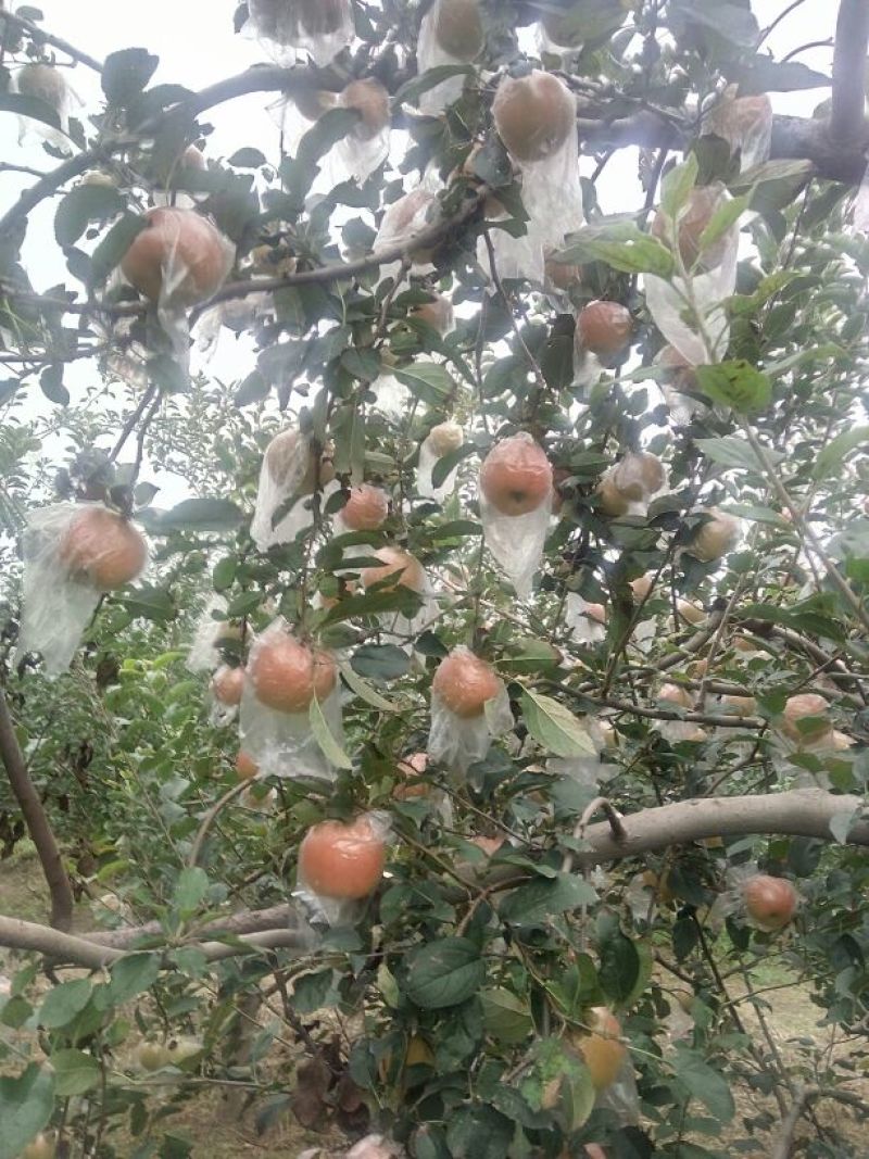 红香酥梨筐装