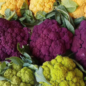 紫色花椰菜，精品。小郭特菜