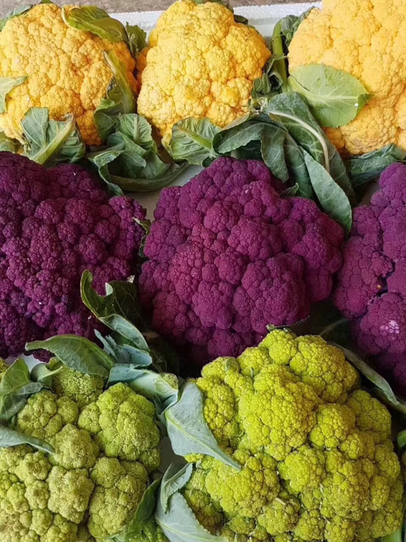 紫色花椰菜，精品。小郭特菜