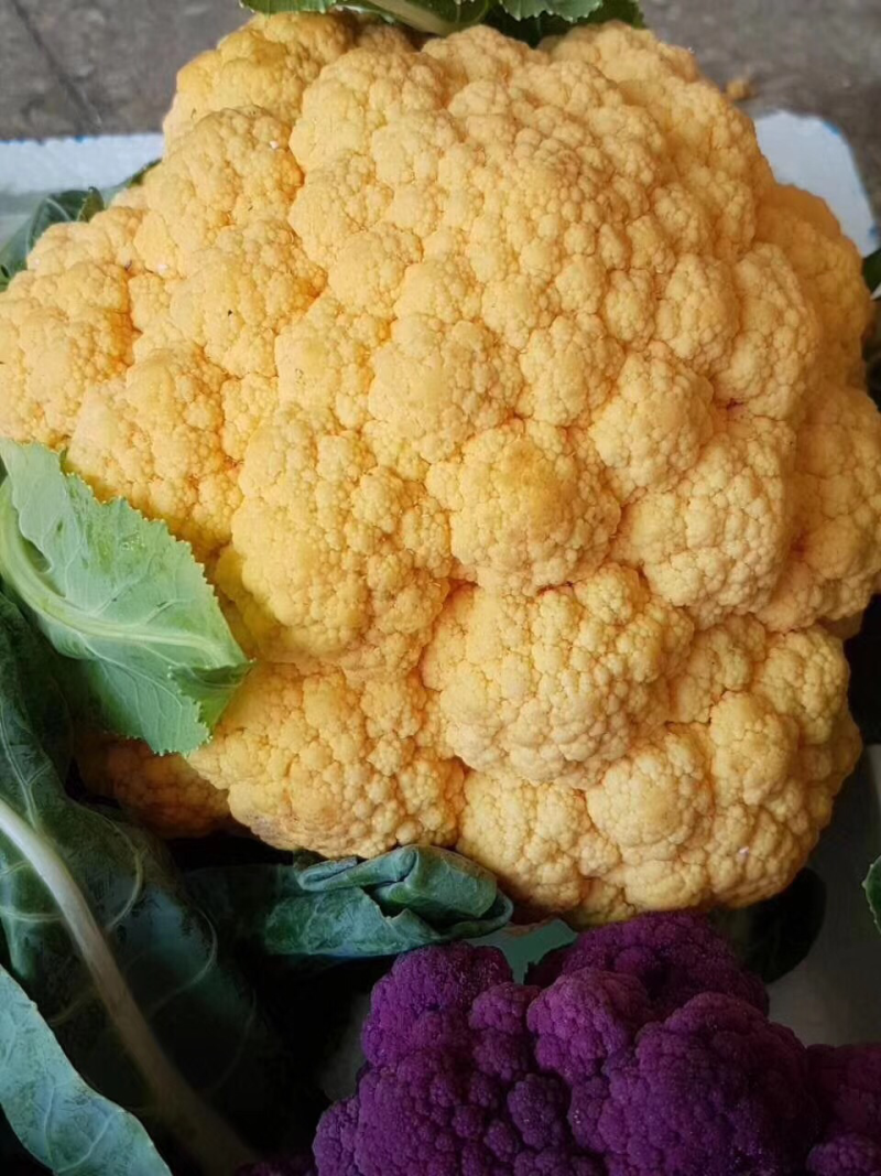 紫色花椰菜，精品。小郭特菜