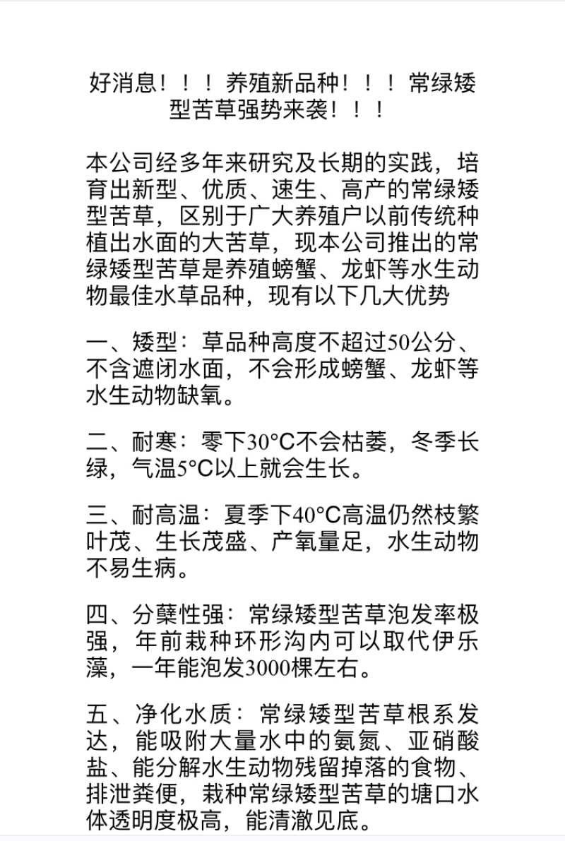 绿化工程虾蟹专用不枯萎耐寒四季青矮苦草基地直供全国包邮