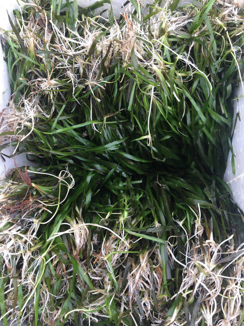 绿化工程虾蟹专用不枯萎耐寒四季青矮苦草基地直供全国包邮