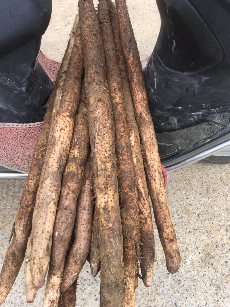 大量优质细叶山药淮山药品质好条形优口感细腻