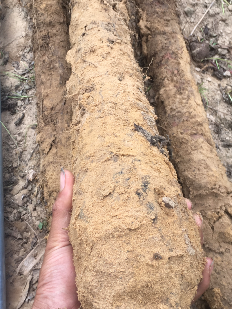 大量优质细叶山药淮山药品质好条形优口感细腻