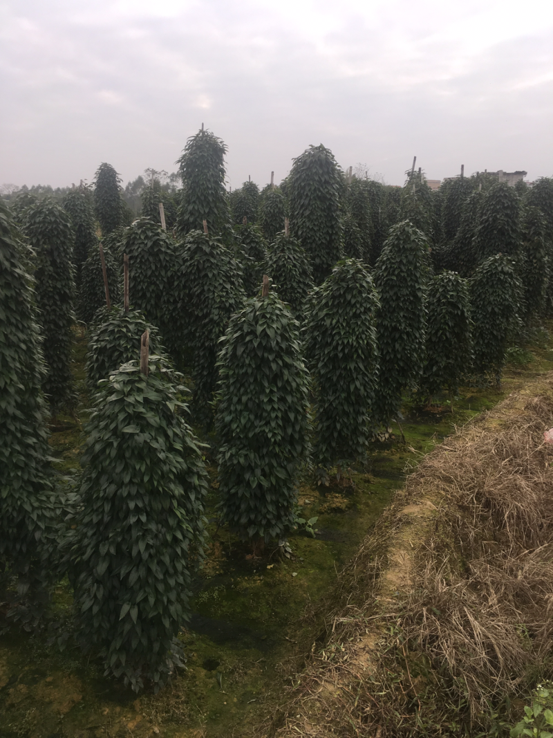 大量优质细叶山药淮山药品质好条形优口感细腻
