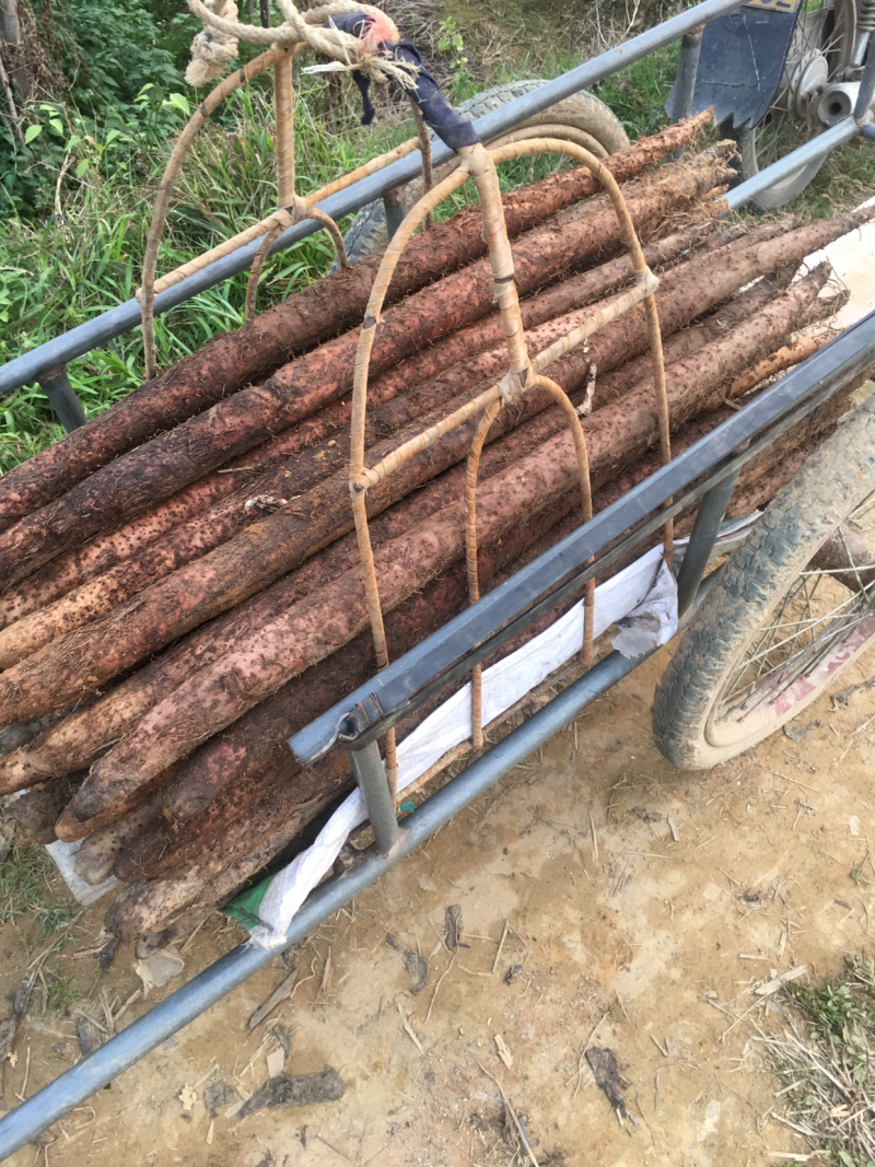 大量优质细叶山药淮山药品质好条形优口感细腻