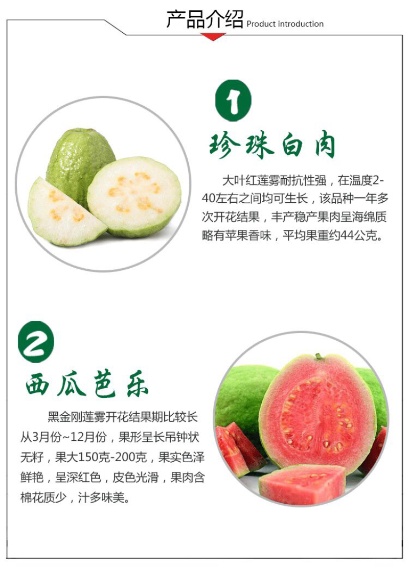 番石榴苗、西瓜芭乐苗、红宝石苗、珍珠番石榴