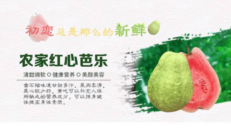 番石榴苗、西瓜芭乐苗、红宝石苗、珍珠番石榴