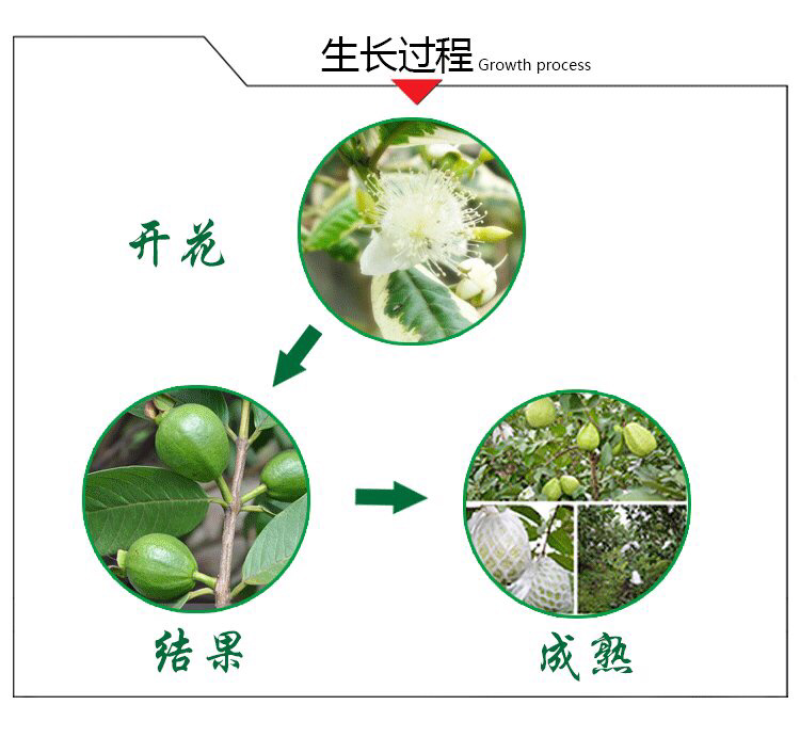 番石榴苗、西瓜芭乐苗、红宝石苗、珍珠番石榴