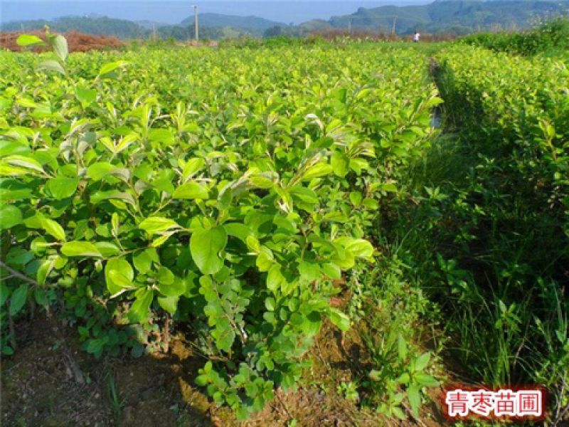 青枣树苗、嫁接苗品种齐全