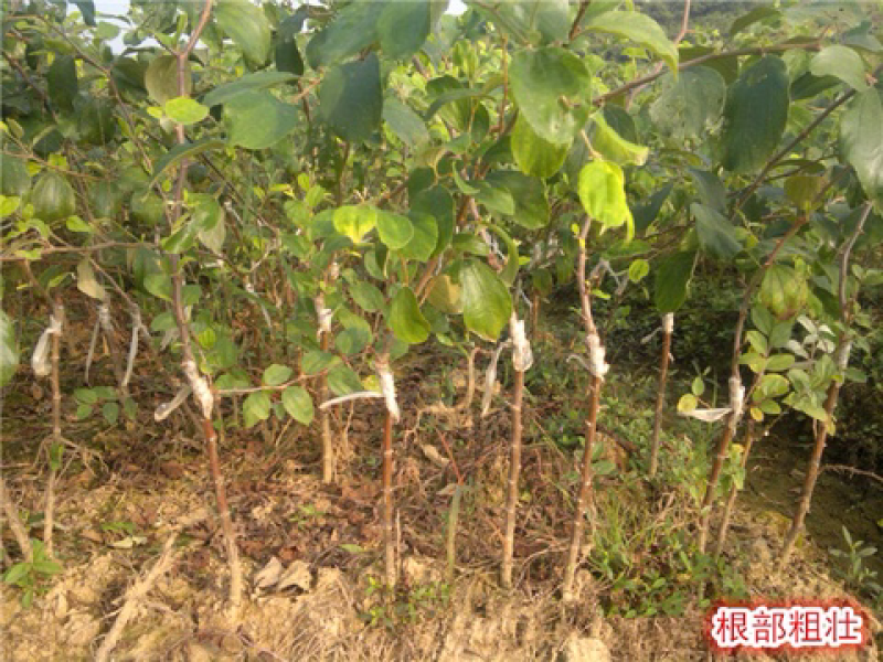 青枣树苗、嫁接苗品种齐全