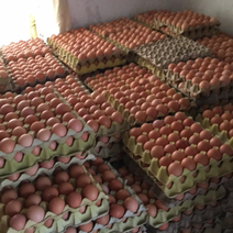 红玉380，九斤红种蛋养殖场直供，长期供应